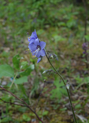 Polemonium boreale