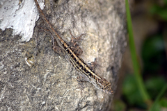 Anolis sagrei