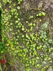 Peperomia rotundifolia