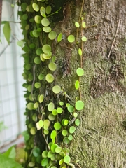 Peperomia rotundifolia