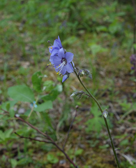 Polemonium boreale