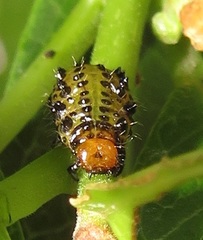 Plagiosterna nigritarsis