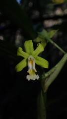 Cephalantheropsis obcordata