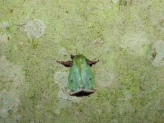 Parasa mossica