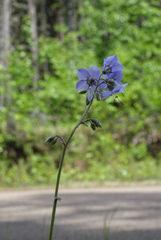 Polemonium boreale