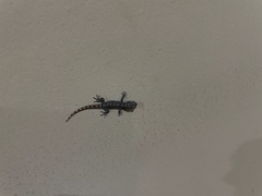 Phyllodactylus reissii