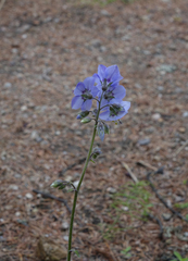 Polemonium boreale