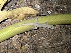 Hemidactylus flaviviridis