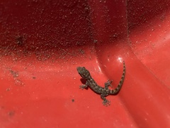 Phyllodactylus reissii