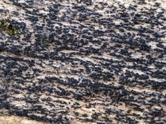 Berkleasmium concinnum