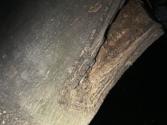 Hemidactylus leschenaultii