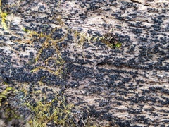 Berkleasmium concinnum