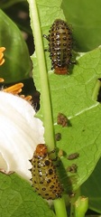 Plagiosterna nigritarsis