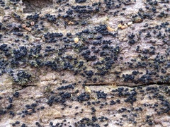 Berkleasmium concinnum