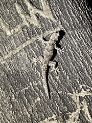 Hemidactylus leschenaultii