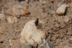 Chartoscirta elegantula