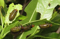 Plagiosterna nigritarsis