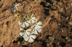Lyperia tristis