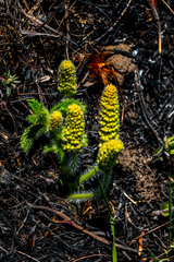 Acalypha depressinerva