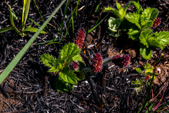 Acalypha depressinerva