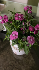 Dianthus
