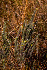 Aspalathus gerrardii