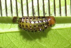 Plagiosterna nigritarsis