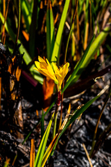 Cyrtanthus breviflorus