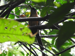 Momotus subrufescens