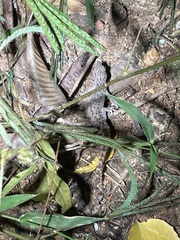 Hemidactylus parvimaculatus