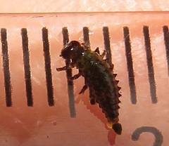Plagiosterna nigritarsis