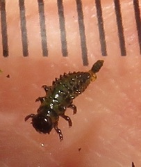 Plagiosterna nigritarsis