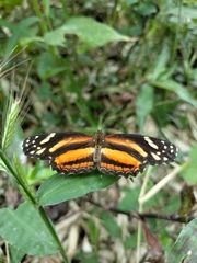 Castilia eranites