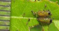 Plagiosterna nigritarsis
