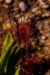 Drosera natalensis