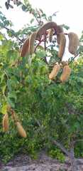 Hymenaea courbaril