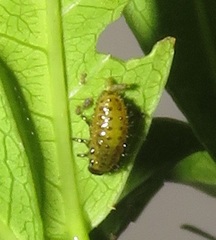 Plagiosterna nigritarsis