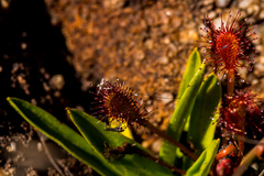 Drosera natalensis