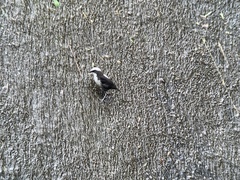 Cinclus leucocephalus