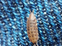 Porcellionides cingendus