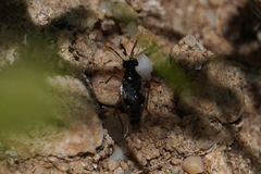 Chartoscirta elegantula