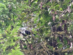 Turdus serranus