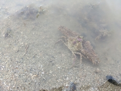 Rhinolambrus pelagicus