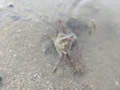 Rhinolambrus pelagicus