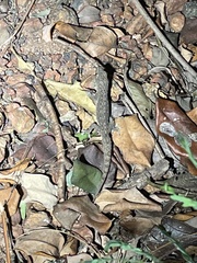 Hemidactylus frenatus