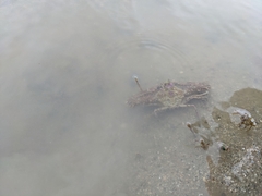 Rhinolambrus pelagicus