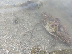 Rhinolambrus pelagicus