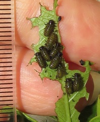 Plagiosterna nigritarsis