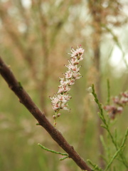 Tamarix parviflora