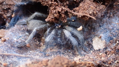 Ischnocolus valentinus